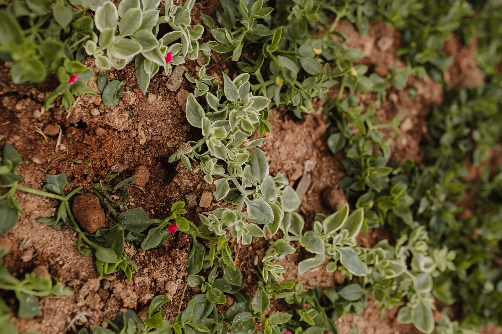 8701e9f3-8c0b-4a64-81e0-9a8a48d3468a Italva sedia 3ª edição do Projeto Agricultura Social com foco em inclusão, sustentabilidade e cidadania no campo